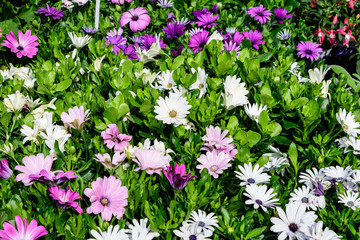 White, pink and purple flowers of Osteospermum plant, commonly know as daisy bushes or African daisies in a in a sunny spring garden, fresh natural outdoor and floral background
