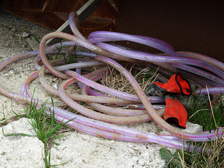 thin water hose standing on the ground for watering the garden