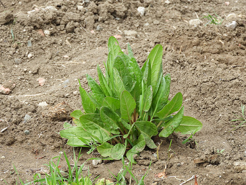 rumex acetosa planted in the garden, healthy green plants for breakfast, stachys byzantina.