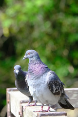 pigeon closed up