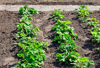 Young green strawberry bushes grow in the garden.