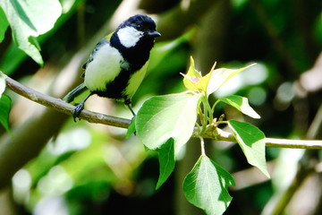 japanese tit on branch
