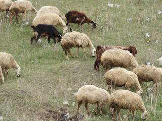 plastic and nylon wastes harm the grazing areas of the animals, sheep and goats grazing in the pasture,