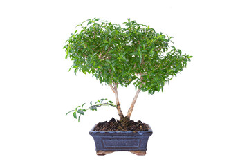 Serissa foetina or chinese box bonsai over white