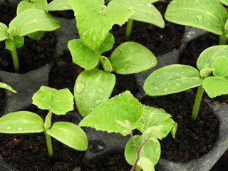natural vegetable seedlings, agriculture and vegetable seedlings cultivation,