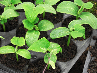 natural vegetable seedlings, agriculture and vegetable seedlings cultivation,
