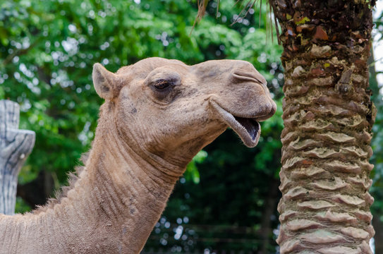 close-up of a camel's head next to a palm trunk