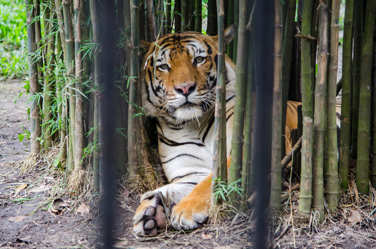 tiger resting between bamboo trees in a zoo