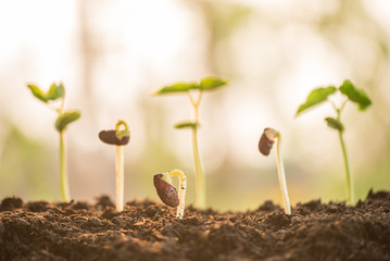 plant growing in morning light green nature bokeh background, new life, business financial progress cultivation. agriculture, horticulture. plant growth evolution from seed to sapling, ecology concept