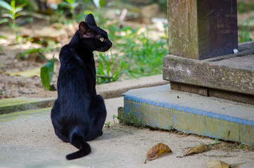 black cat with head turned next to the porch of a village house