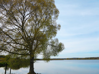 Obraz premium lake horizon with sunset near tree