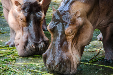 two wet hippos close-up eating grass at the zoo