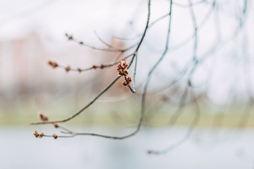 Spring time 2020, nature is waking up. Swelling of the buds on the tree. First spring blossoms.