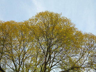 tree crown with yellow leaves on blue sky background   