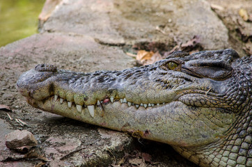 crocodile lying on a stone, head closeup