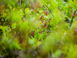 Fuzzy green leaf bud and pink wild blueberry flowers grow in early spring