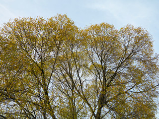  tree crown with yellow leaves on blue sky background   