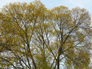  tree crown with yellow leaves on blue sky background   