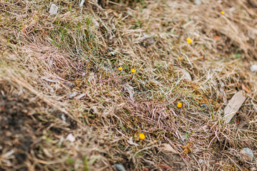 Spring time 2020, nature is waking up. Yellow snowdrops on the grass.