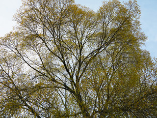  tree crown with yellow leaves on blue sky background   