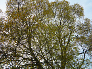  tree crown with yellow leaves on blue sky background   