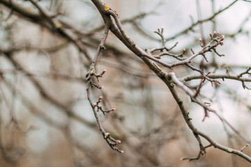 Spring time 2020, nature is waking up. Swelling of the buds on the tree.