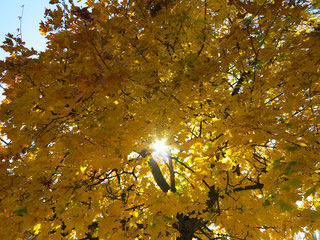  tree crown with yellow leaves on blue sky background