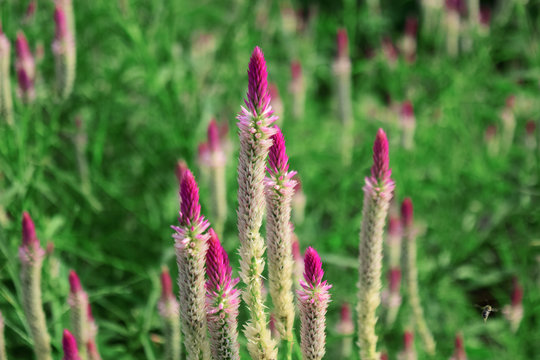 Boroco flowers bloom (Celosia argentea) - Baroco flowers in the garden