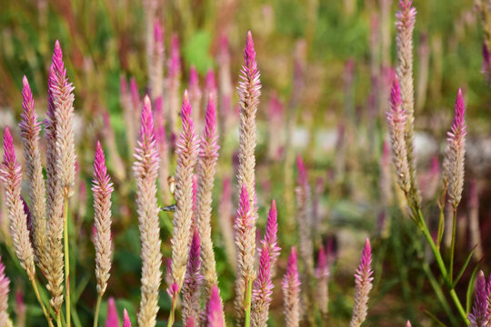 Boroco flowers bloom (Celosia argentea) - Baroco flowers in the garden