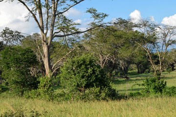 Fototapeta na wymiar Trees growing in the dense rainforest of Aberdare Ranges, Kenya