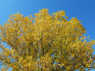  tree crown with yellow leaves on blue sky background