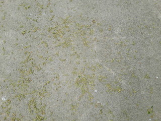  concrete and small leaves texture 2