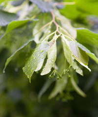Wet lime tree (linden) branches.