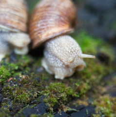Land snails on the moss.