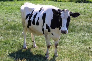 one black and white cow on a meadow