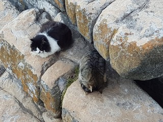 cat on a rock