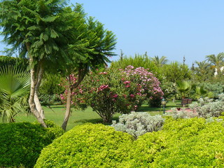 tropical garden with palm trees