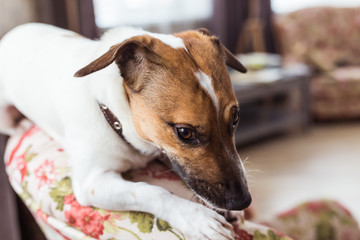 Cute dog jack russell terrier indoors. Pet and animals concept.