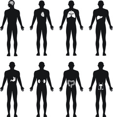 Human organs male silhouette vector icon set, brain, heart, lungs, liver, stomach, kidney, intestine, reproductive system