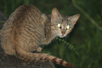 Beautiful cat at night photo