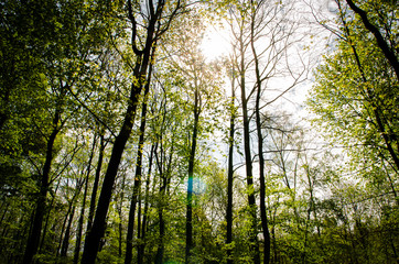 Obraz premium the sun among the trees