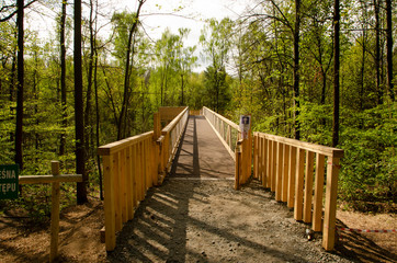 
wooden bridge in the crown of trees