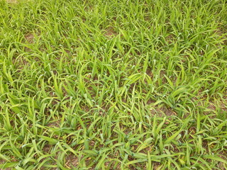  soil and grass texture 5