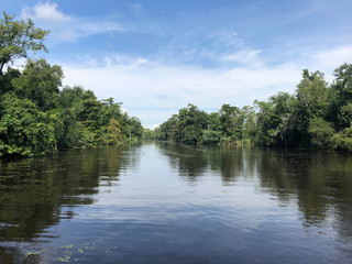 Fototapeta na wymiar New Orleans Swamp with Trees and Blue Skies