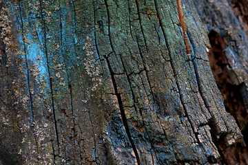 tree bark background