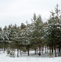 Pine trees in the snow.