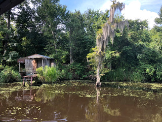 New Orleans Swamp House with Trees and Grass