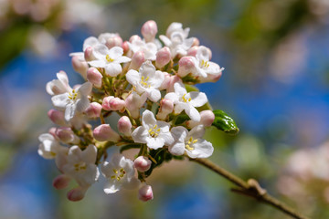 Ein Zweig an einem Busch im Garten mit Blüten und Knospen im Frühling (Frühlingsblüten)