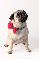 Obraz premium Pug dog wearing bow tie isolated on white background.