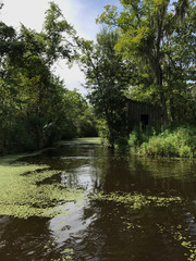 New Orleans Swamp with Trees and Blue Skies